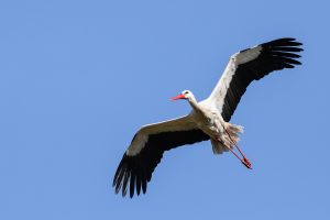 Millionen Zugvögel im Aufbruch – das passiert gerade über Baden-Württemberg