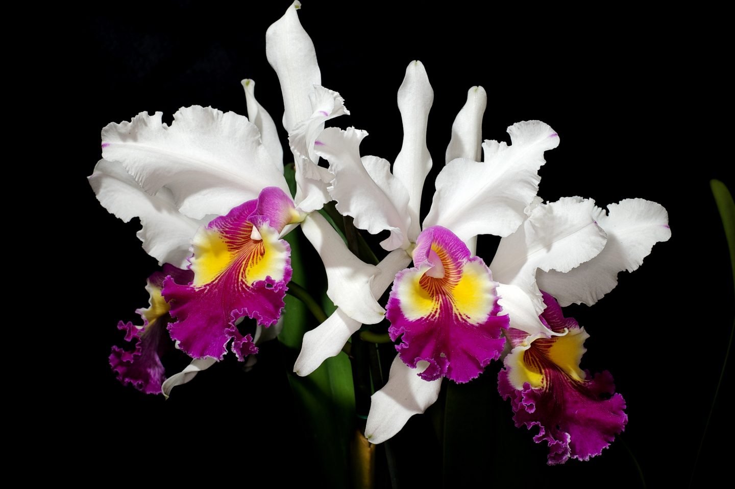 Doppel-Highlight in der Wilhelma: Aktionstag Orchideen & Insektivoren trifft auf spektakuläre Geier-Show KW36a Aktionstag Orchideen Insektivoren Welt Geier Tag Cattleya Hardyana Bild 02