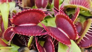 Doppel-Highlight in der Wilhelma: Aktionstag Orchideen & Insektivoren trifft auf spektakuläre Geier-Show
