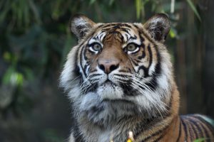 Trauer im Zoo Heidelberg: Warum Tiger Tebo mit 16 Jahren eingeschläfert wurde