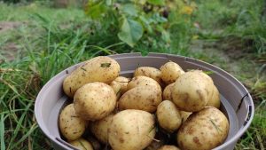 Deutschland: Größte Kartoffelernte seit 25 Jahren prognostiziert