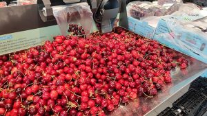 Kirschenernte 2025 in Deutschland fällt besser aus Kirschenernte 2025 in Deutschland fällt besser aus