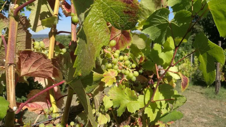 Deutschland im EU-Agrarrat: Kampf um Weinbau-Grundstoff