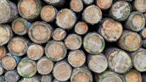 Brüssel: EU-Kommission plant erneute Verschiebung der Entwaldungsverordnung