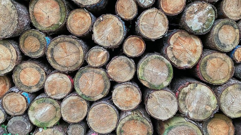 Brüssel: EU-Kommission plant erneute Verschiebung der Entwaldungsverordnung