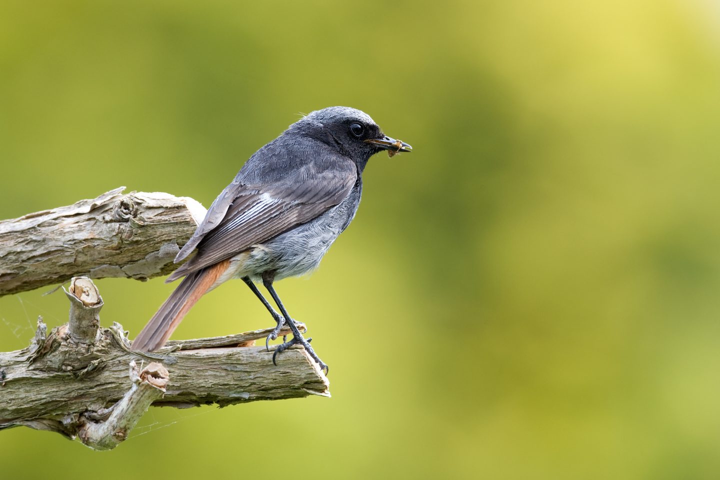 Wenn es friert, hilft Futter: So machen Sie Ihren Garten zum Vogelparadies im Winter