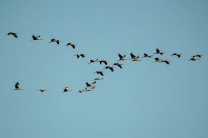 Alarm am Himmel: NABU warnt vor Vogelgrippe bei Kranichen über Baden-Württemberg