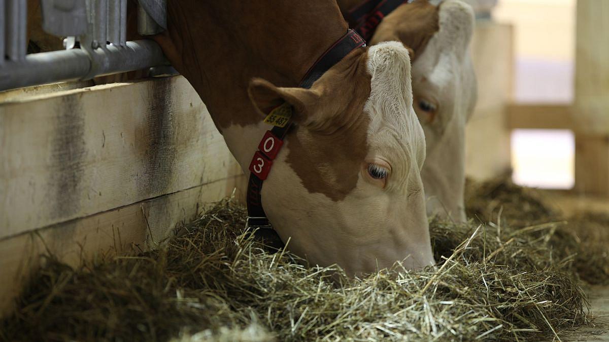 Erzeugerpreise landwirtschaftlicher Produkte steigen im August 2025