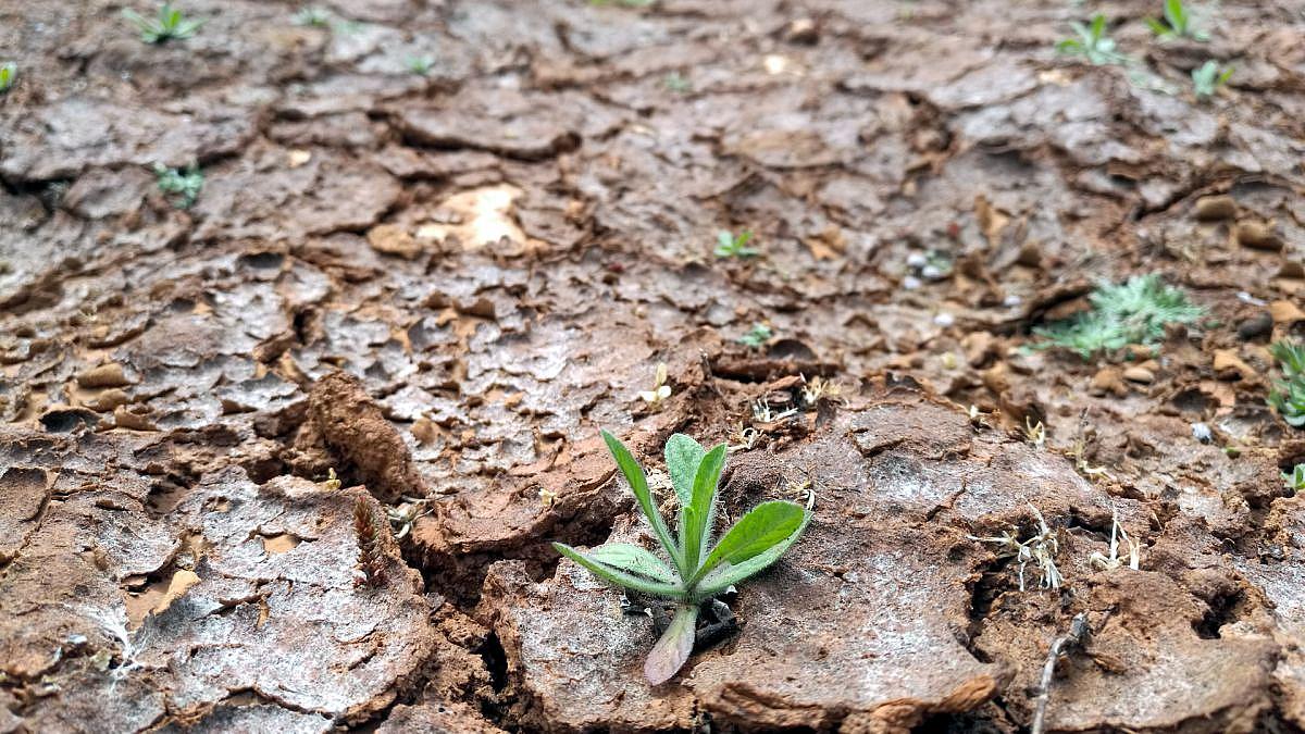 Potsdam: Extreme Dürre schädigt Graslandschaften weltweit