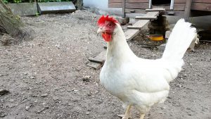 Vogelgrippe: Erhöhtes Risiko für Geflügelhaltungen in Deutschland Vogelgrippe: Erhöhtes Risiko für Geflügelhaltungen in Deutschland