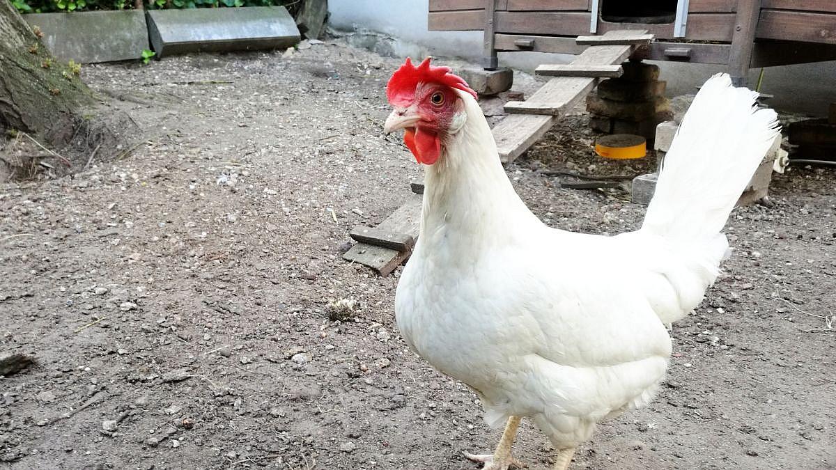 Vogelgrippe: Erhöhtes Risiko für Geflügelhaltungen in Deutschland