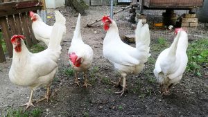 Geflügelpest breitet sich in Deutschland aus