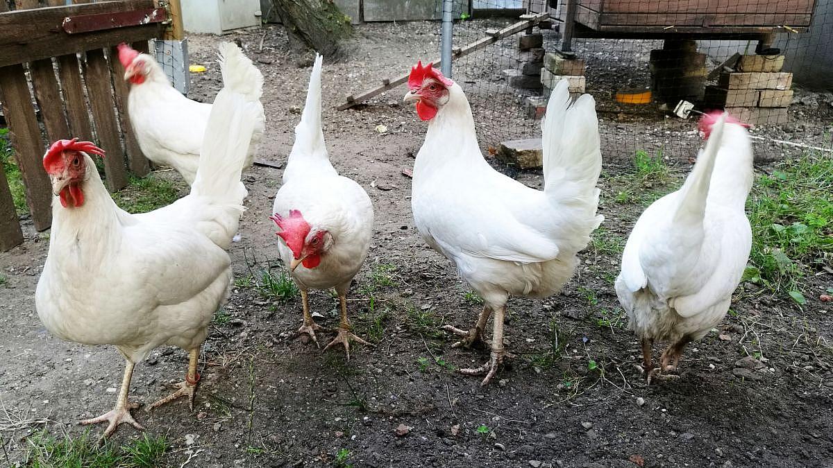 Geflügelpest breitet sich in Deutschland aus
