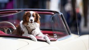 Hundesteuer in Deutschland erreicht neuen Höchststand