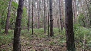 Baumschulen in Deutschland schrumpfen deutlich Baumschulen in Deutschland schrumpfen deutlich