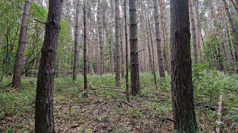 Baumschulen in Deutschland schrumpfen deutlich