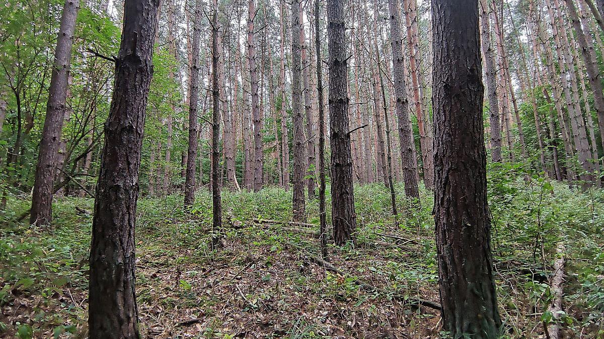 Baumschulen in Deutschland schrumpfen deutlich