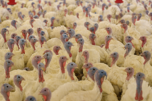 Vogelgrippe-Schock im Alb-Donau-Kreis – 15.000 Tiere müssen getötet werden Vogelgrippe-Schock im Alb-Donau-Kreis – 15.000 Tiere müssen getötet werden