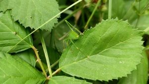 BUND reicht Schriftsatz in Karlsruhe ein