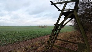 Geplantes Jagdrecht: Hartes Vorgehen gegen Wölfe in Deutschland Geplantes Jagdrecht: Hartes Vorgehen gegen Wölfe in Deutschland
