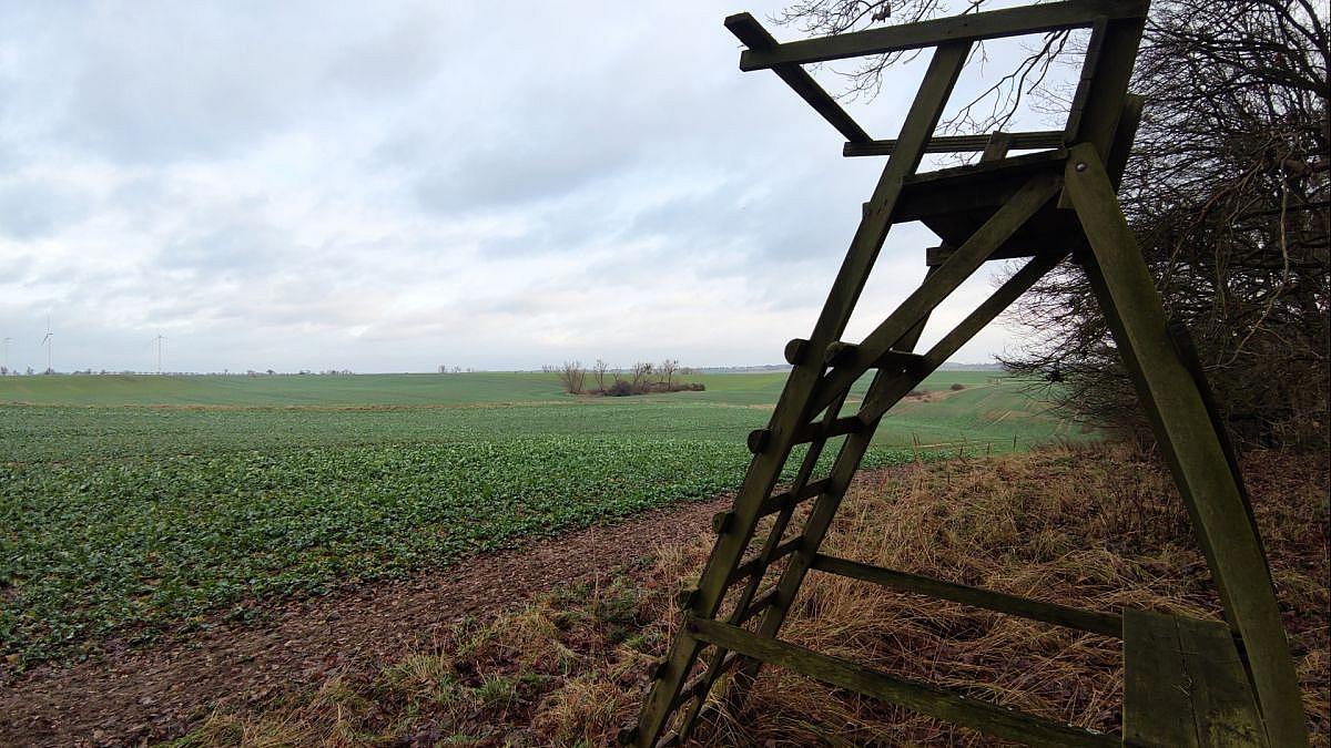 Geplantes Jagdrecht: Hartes Vorgehen gegen Wölfe in Deutschland