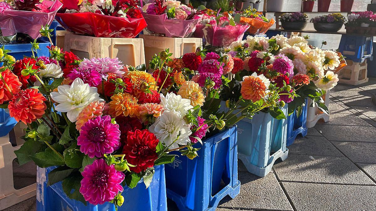 Blumenproduktion in Deutschland rückläufig