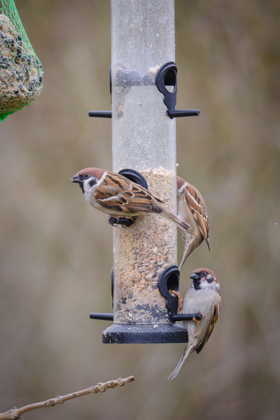 Stunde der Wintervögel (9.–11. Januar 2026): Baden-Württemberg zählt mit – welche Vögel lassen sich blicken? feldsperlinge 1