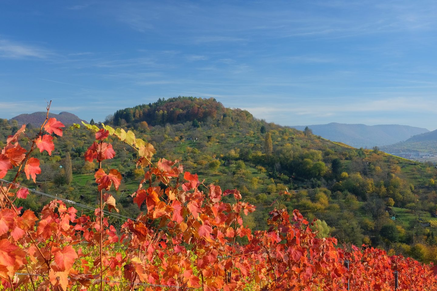 BBC schwärmt von Baden-Württemberg: Weinberge und ein Schwarzwald-See begeistern Instagram-User weltweit metzinge herbst