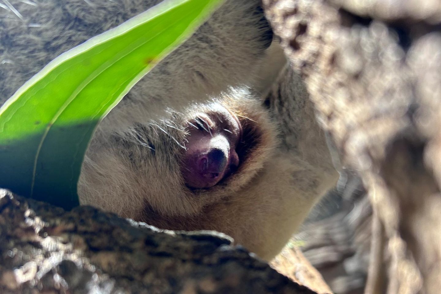 Nahaufnahme eines Koalas, der zwischen Baumstamm und Eukalyptusblatt hervorschaut, aufgenommen im Zoologisch-Botanischen Garten Stuttgart