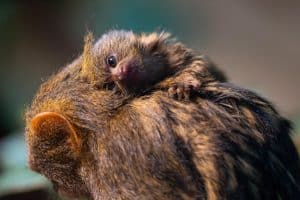 Winziger Zuwachs in der Wilhelma: Jungtier bei der kleinsten Affenart der Welt – Däumling erobert das Amazonienhaus