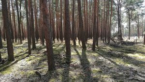 Deutschland: Forscher fordern zügige CO2-Entnahme zur Klimaneutralität Deutschland: Forscher fordern zügige CO2-Entnahme zur Klimaneutralität