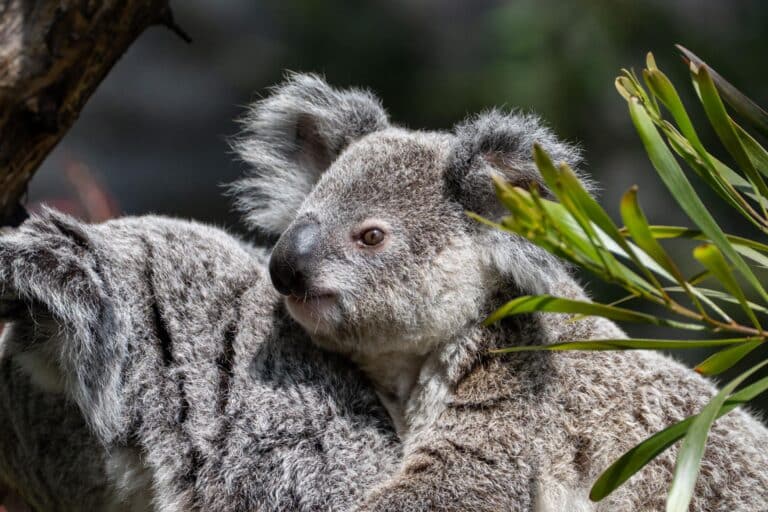 Drama in der Wilhelma: Koala-Männchen Borobi ist tot!