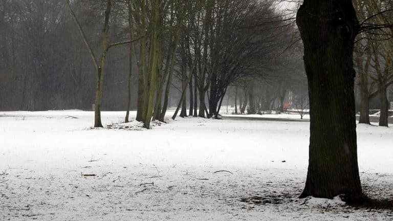 Wintereinbruch in Baden-Württemberg: Waldspaziergänge mit Vorsicht
