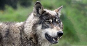 Hornisgrinde-Wolfs: Gericht erlaubt Abschuss – Wolf im Schwarzwald darf getötet werden