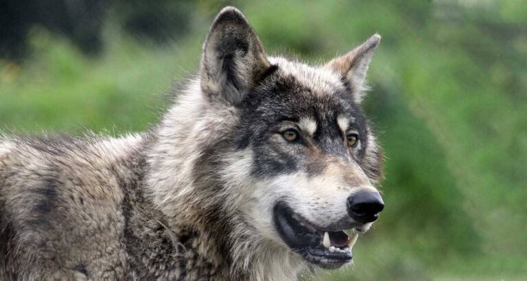 Hornisgrinde-Wolf: Abschussgenehmigung läuft am 10. März ab – Was passiert, wenn die Frist jetzt ausläuft?