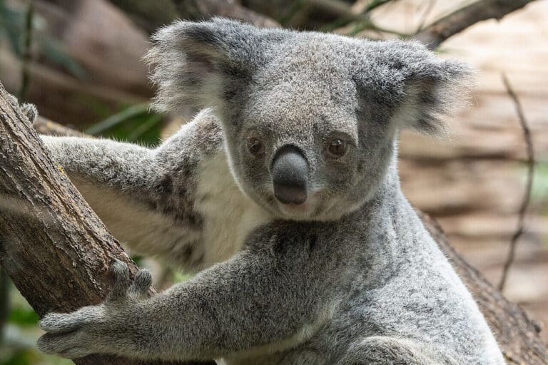 Koala-Weibchen Scarborough in der Wilhelma gestorben – schwere Anämie als Ursache bestätigt