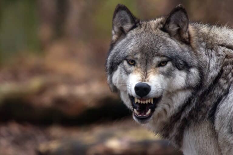 Wolf im Schwarzwald: Bis 10.000 Euro Strafe! Neue Schilder waren Wolf-Touristen