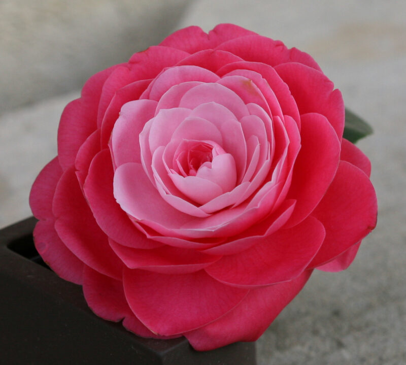 „Wilhelma Nr. 20“ gewinnt erneut: Deutschlands schönste Kamelienblüte kommt aus Stuttgart