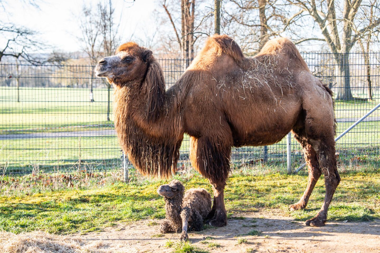 Ein Dromedar mit einem Jungtier in einem Gehege.