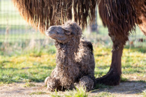 Süßer Nachwuchs bei bei den Trampeltieren in der Wilhelma – bald Publikumsliebling?