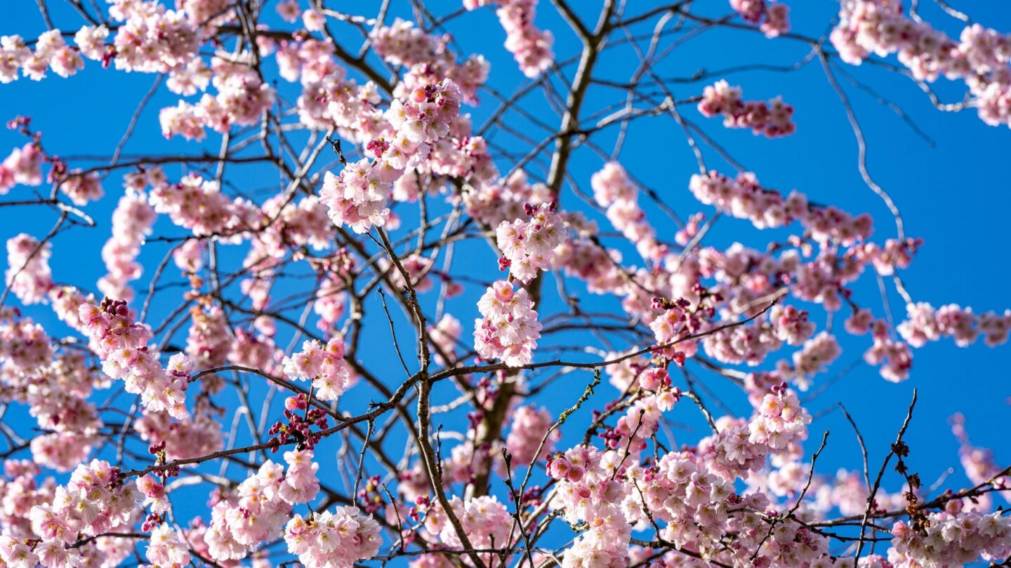 Blütenpracht 2026: Die 5 schönsten Blütenwanderungen zwischen Schwarzwald und Bodensee