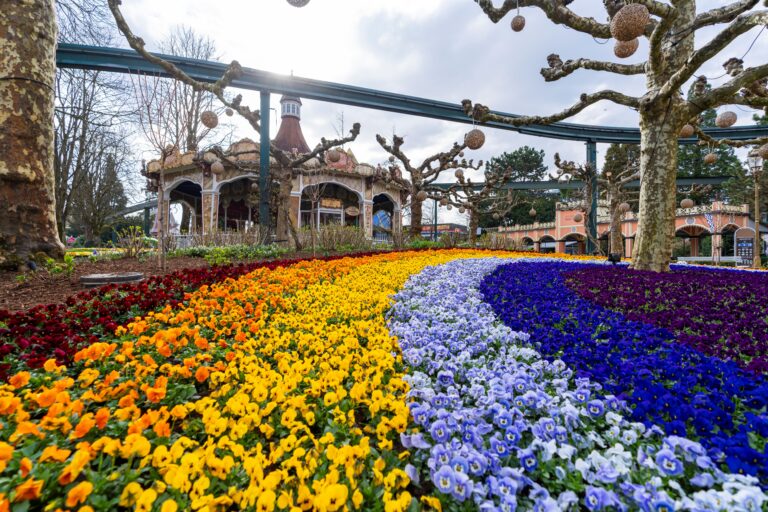 180.000 Blumen: Europa-Park startet farbenfroh in die Saison