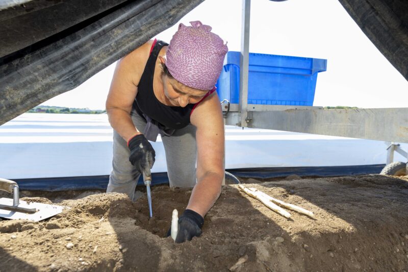 Weniger Spargel, mehr Importe: Deutschlands Lieblingsgemüse in der Krise