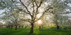 Frühling gibt Gas: 24 Grad in Baden-Württemberg – doch die Nächte bleiben frostig Frühling gibt Gas: 24 Grad in Baden-Württemberg – doch die Nächte bleiben frostig