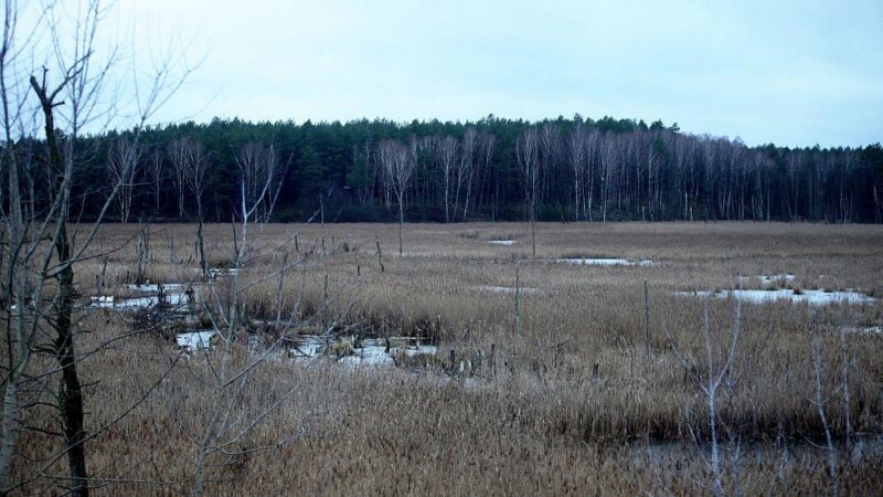 EU-Millionen für Moore: Deutschland erhält grünes Licht für Wiedervernässung