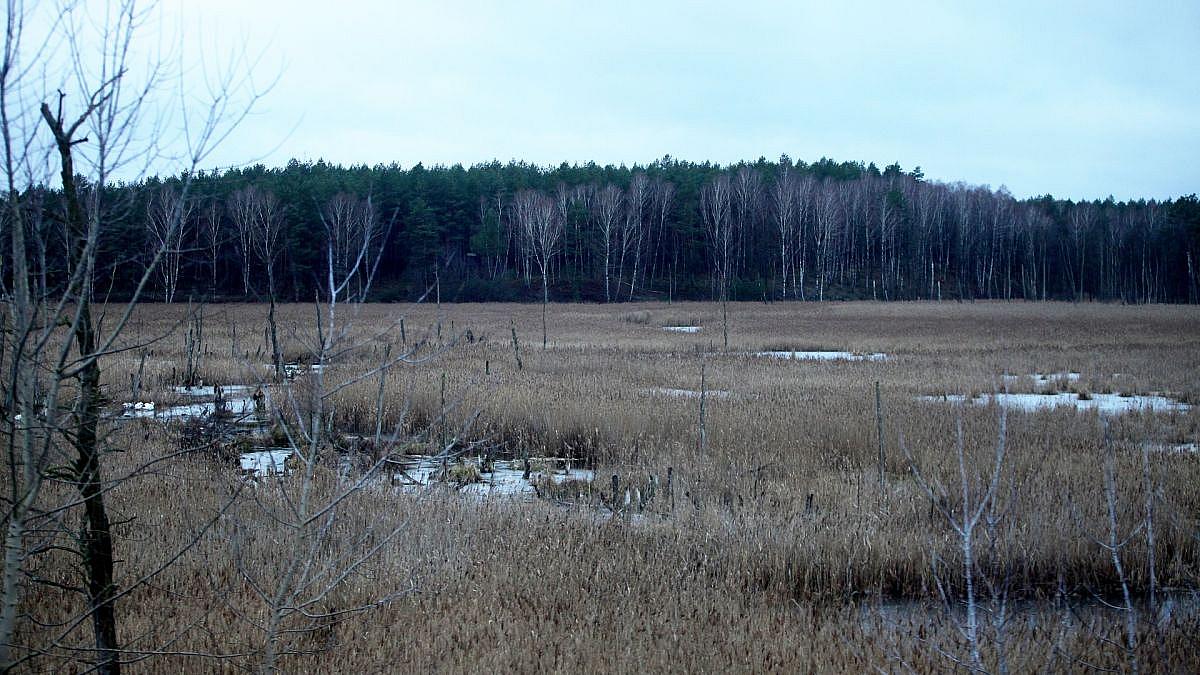 EU-Millionen für Moore: Deutschland erhält grünes Licht für Wiedervernässung