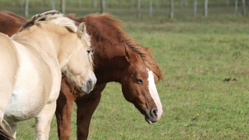 Jay Leno: Benziner teilen künftiges Schicksal der Pferde