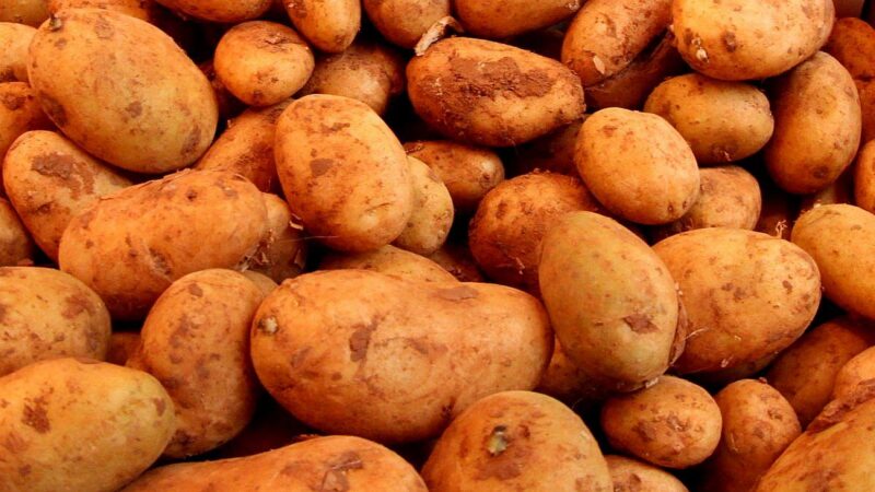 Bauern spüren Preiskollaps: Erzeugerpreise im Sinkflug