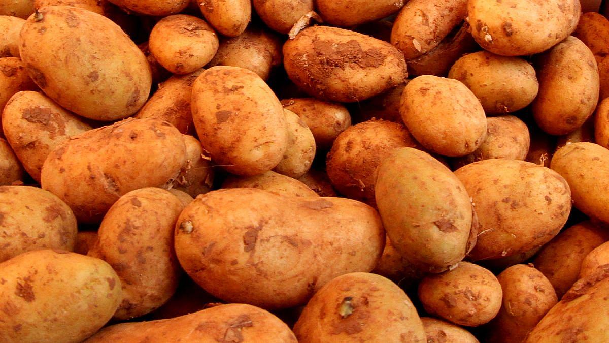 Bauern spüren Preiskollaps: Erzeugerpreise im Sinkflug