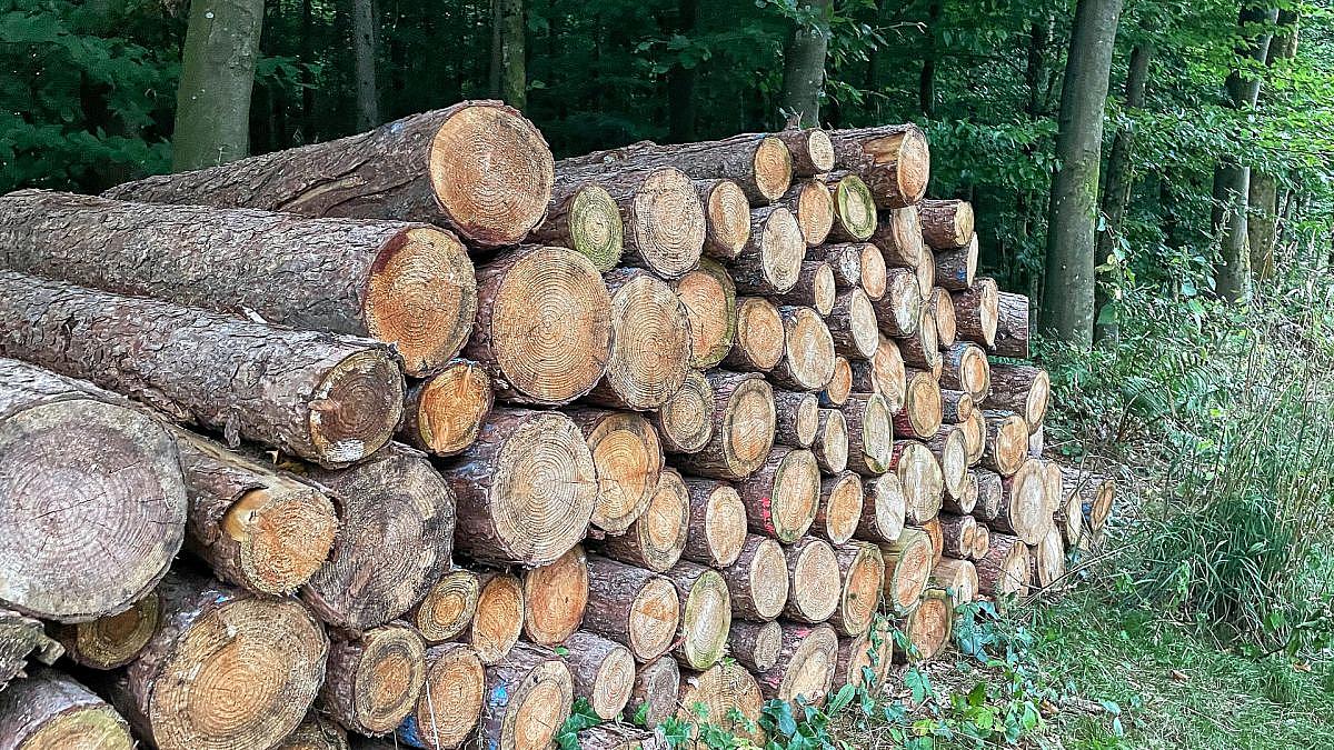 Holzeinschlag zieht kräftig an – Schadholz fast halbiert